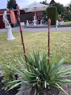 Blumenschmuck im Garten